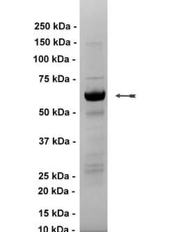 Eurofins DiscoverX SHP-2 Protein 250 &mu;g | Buy Online | Eurofins DiscoverX | Fisher Scientific